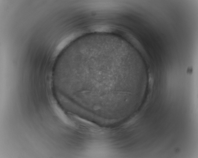 X0000113960725200910162003