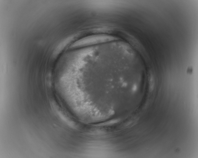 X0000113960729200910162003