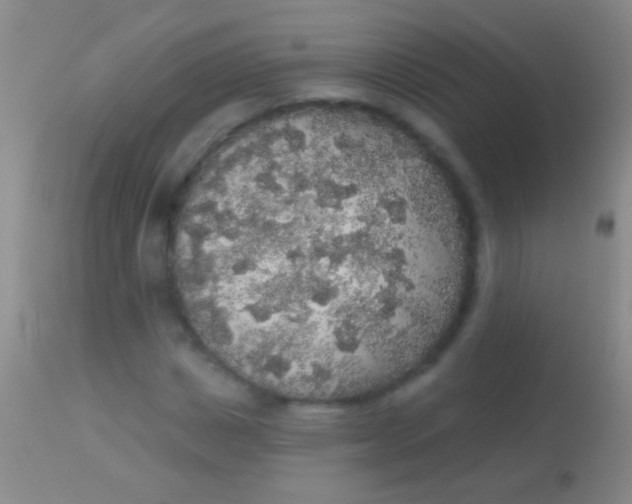 X0000113960825200910162001