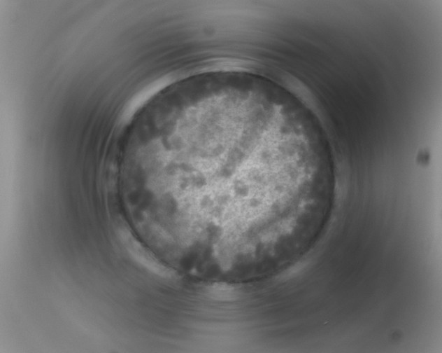 X0000113960827200910162001