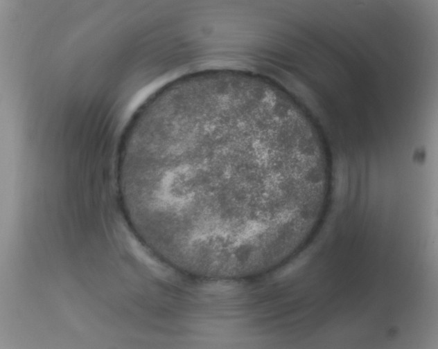 X0000113960830200910162001