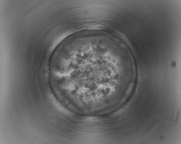 X0000113960835200910162001