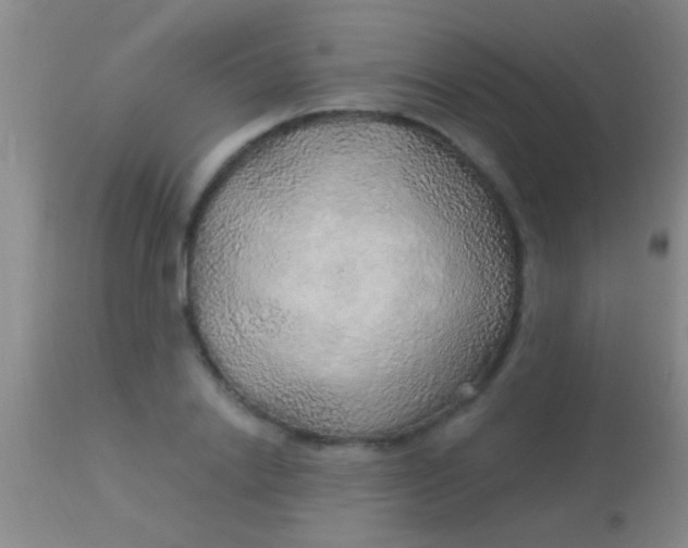 X0000113960838200910162001