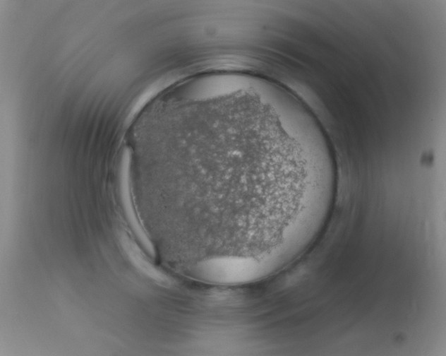 X0000113960850200910162002