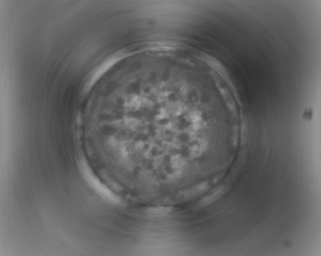 X0000113960859200910162002