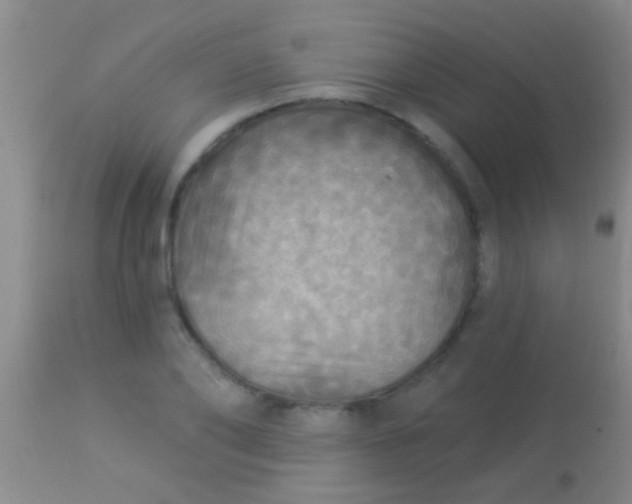 X0000113960886200910162001