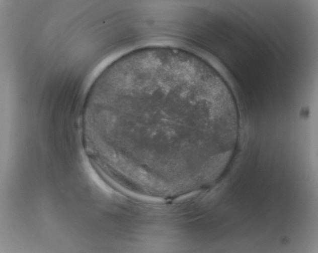 X0000113960951200910162000