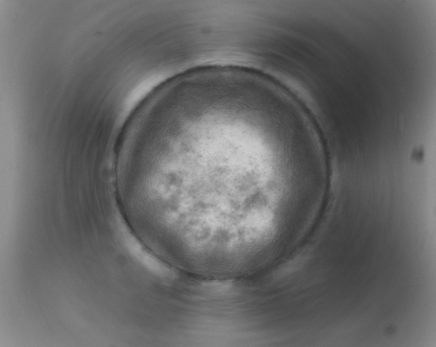 X0000113960990200910161959