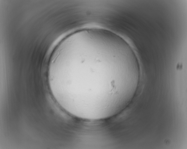 X0000113961008200910161959