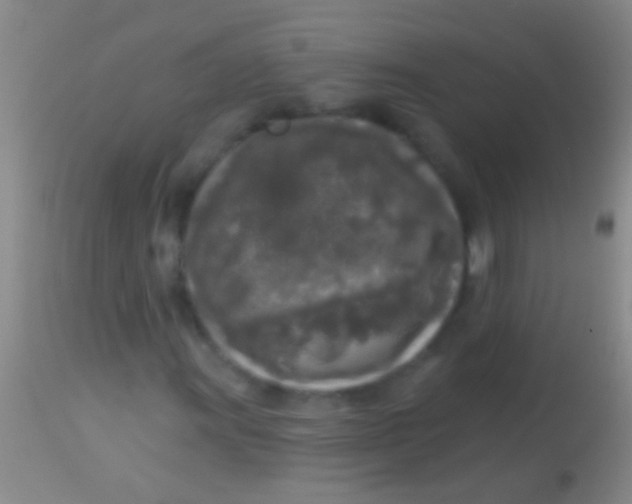 X0000113961011200910161958