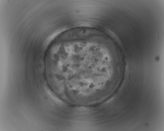 X0000113961027200910161958