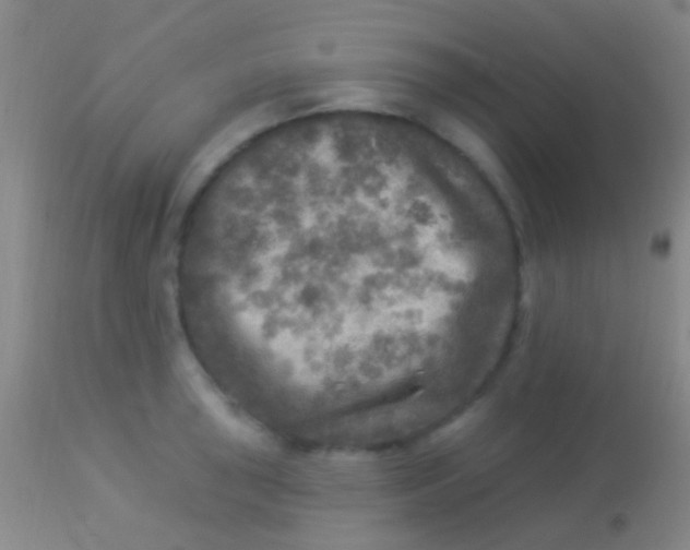 X0000113961043200910161959