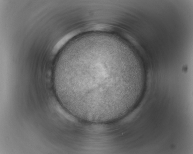 X0000113961066200910161958