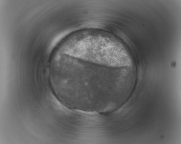 X0000113961115200910161957