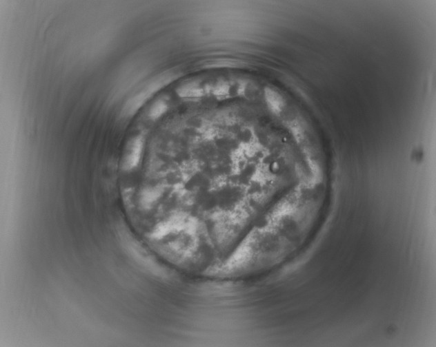 X0000113961121200910161957