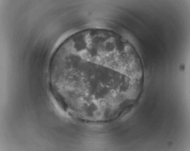 X0000113961141200910161957