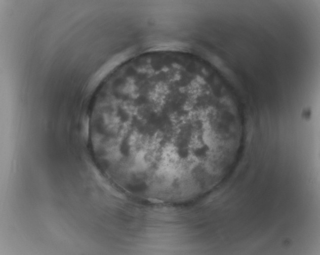 X0000113961221200910161955