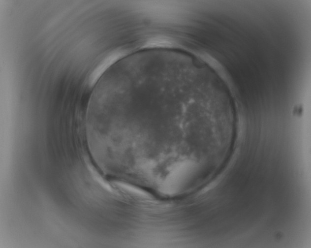 X0000113961337200910161954