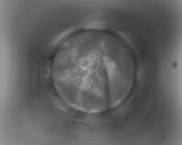 X0000113961350200910161954