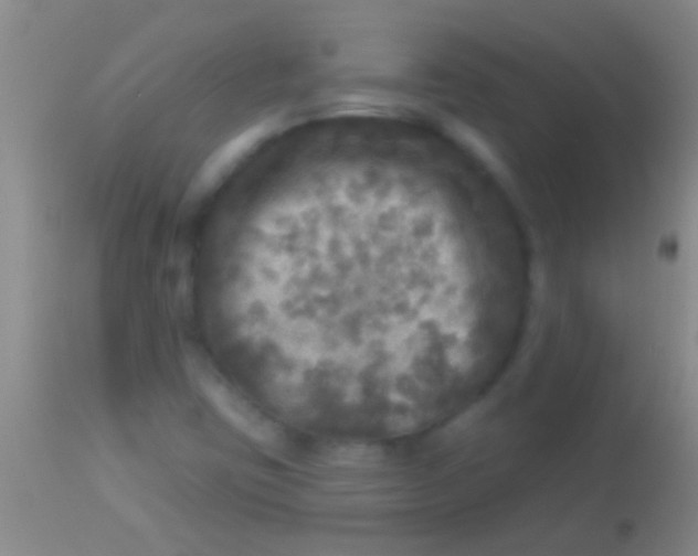 X0000113961403200910161952