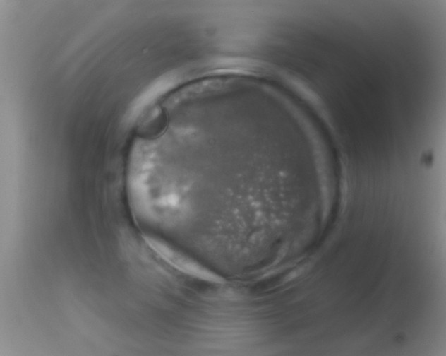 X0000113961411200910161952