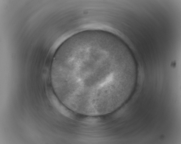 X0000113961513200910161951