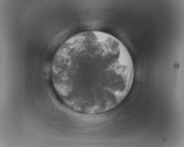 X0000113960026200910232039
