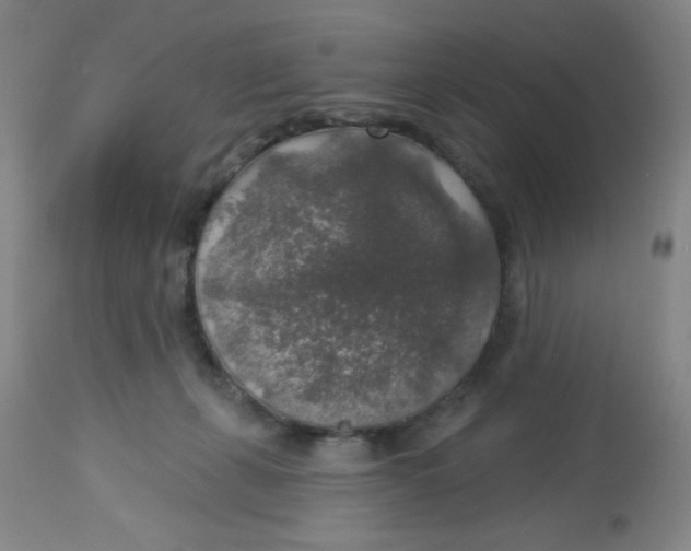 X0000113960271200910232035
