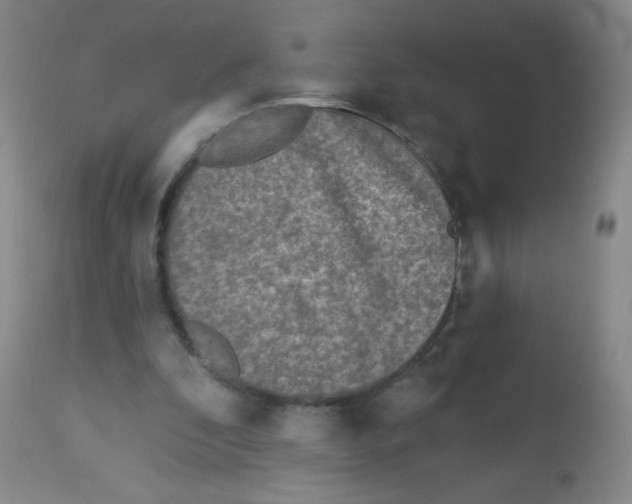 X0000113960296200910232035