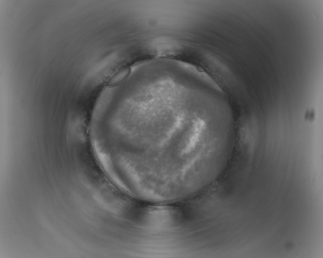 X0000113960316200910232034