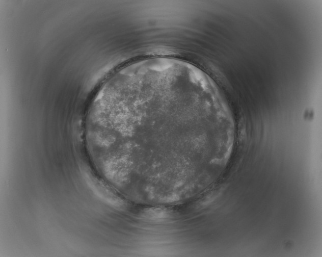 X0000113960351200910232034