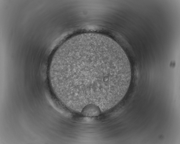 X0000113960496200910232031