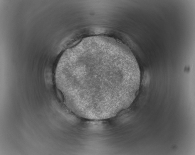 X0000113960524200910232031