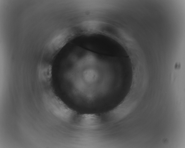 X0000113960528200910232031