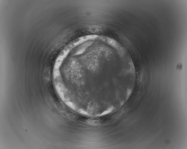 X0000113960606200910232030