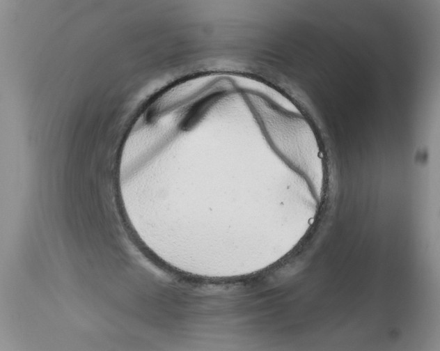 X0000113960625200910232029