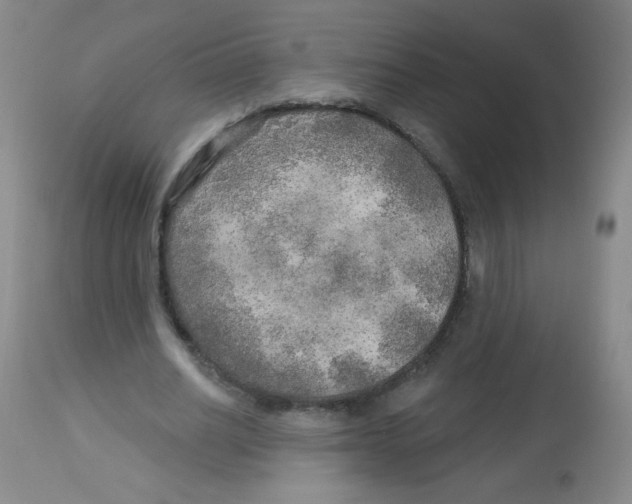 X0000113960630200910232029