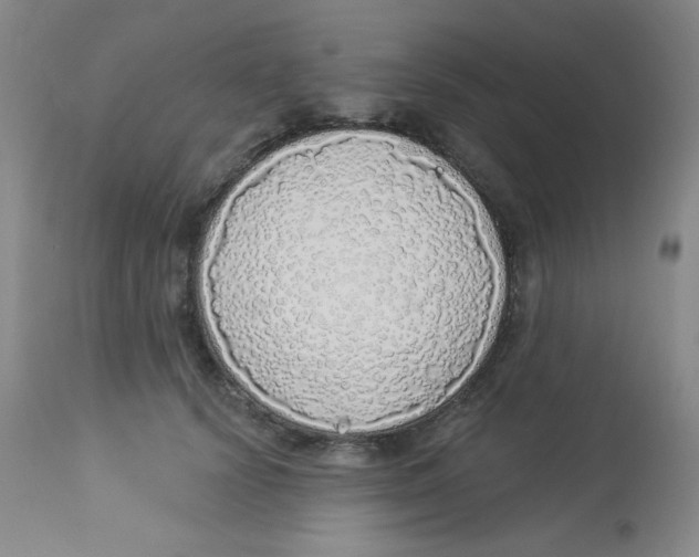 X0000113960656200910232029