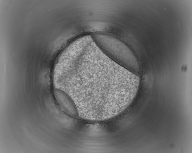 X0000113960688200910232029