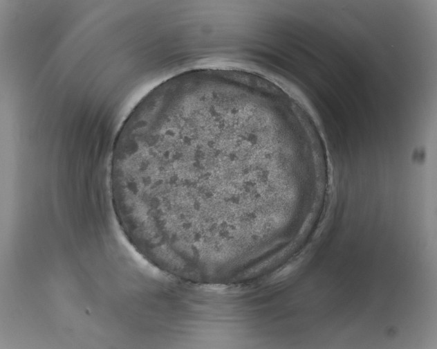 X0000113960855200910232027