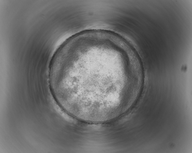 X0000113960990200910232025