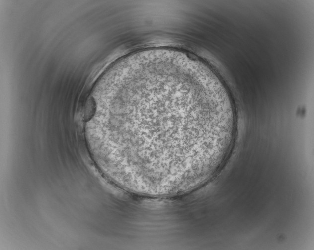 X0000113961185200910232022