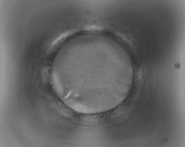 X0000113961254200910232021