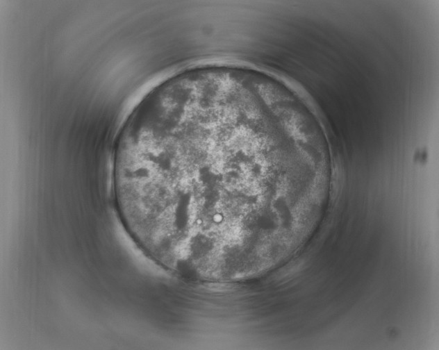 X0000113961295200910232020