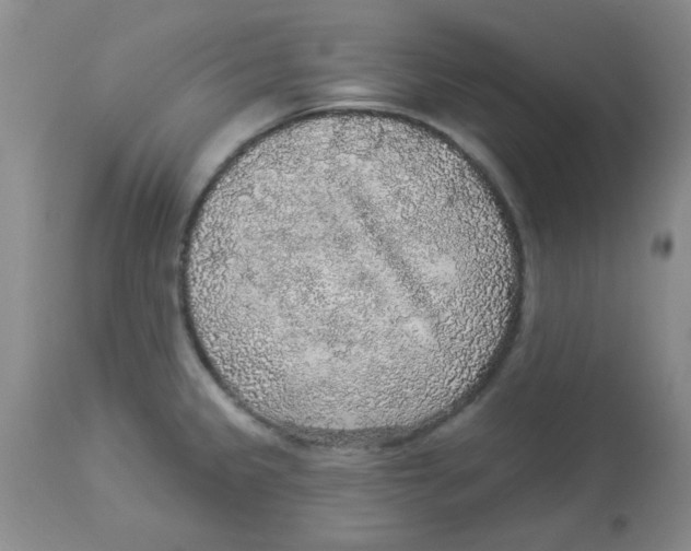 X0000113961333200910232020