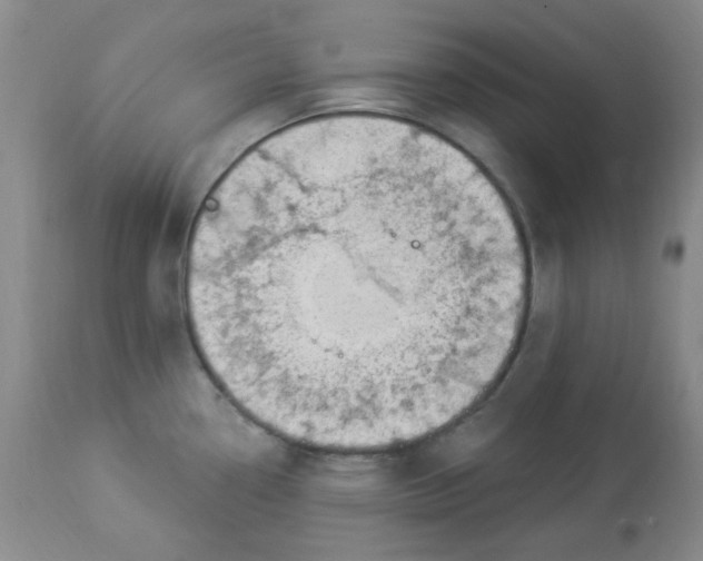 X0000113961338200910232020