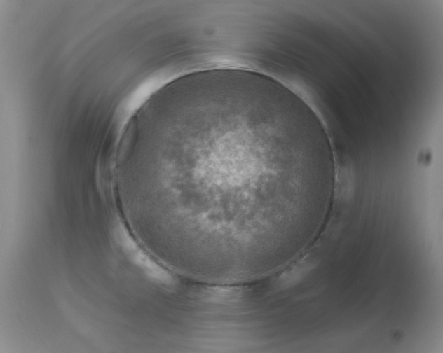 X0000113961381200910232019