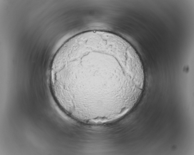 X0000113961383200910232019