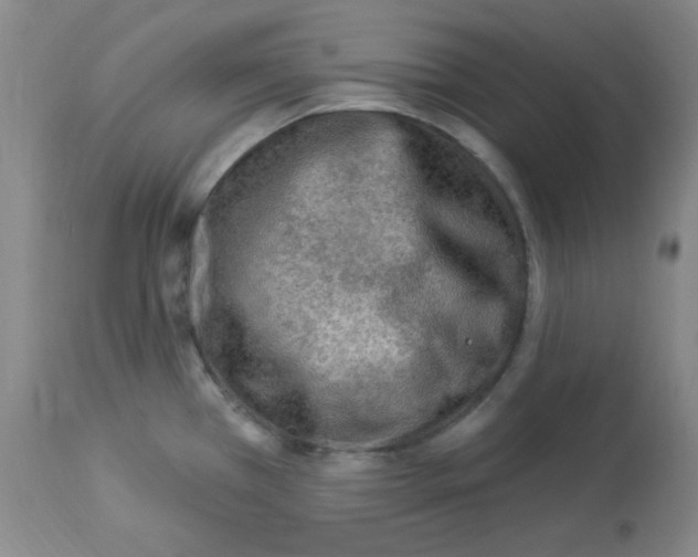 X0000113961385200910232019