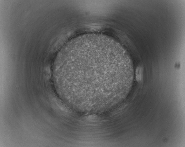 X0000113961395200910232018